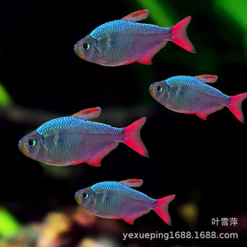 Colombian Dream Lamp Fish Pull Flag Living Tropical South American Freshwater Small Lamp Grass Tank Group Tour Wholesale