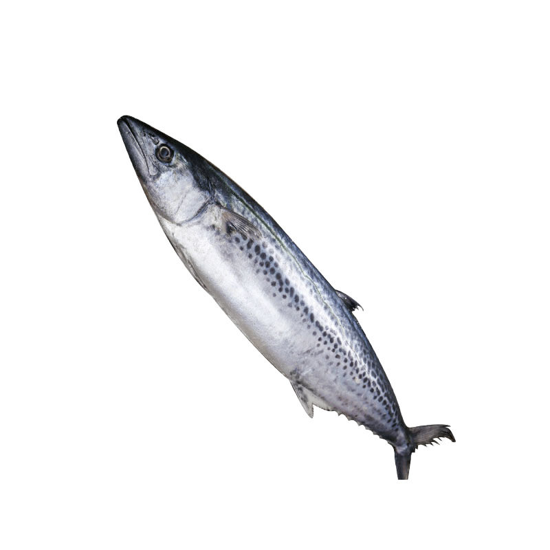 Sf Free Shipping 2.5kg Qingdao Big Spanish Mackerel Fresh Frozen Spanish Mackerel Fresh Seafood Fish Spanish Mackerel Stuffed Salted Spanish Mackerel