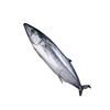 Sf Free Shipping 2.5kg Qingdao Big Spanish Mackerel Fresh Frozen Spanish Mackerel Fresh Seafood Fish Spanish Mackerel Stuffed Salted Spanish Mackerel