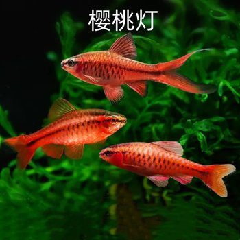 Long Tail Cherry Lamp Fish Short Tail Red Rose Lamp Fish Live Small Lamp Fish Tropical Ornamental Fish Fishing Farm Wholesale