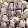 Boiled Peanuts Sun-Dried Longyan Boiled Peanuts Garlic Peanuts Five-Spice Peanuts Boiled Salted Peanuts Salty Dried