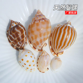 Watermelon Snail Shell Conch Fish Tank Aquarium Landscaping Scallop Hermit Crab Breeding Shell Creative Succulent Potted Plant
