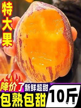 Gansu Desert Ginseng Fruit 5kg Large Fresh Fruits Doll Fruit Yellow Flesh Colorful Ginseng Fruit