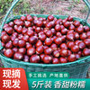 2025 Fujian Jian'Ou Specialty Fresh Chestnuts, Raw Chestnuts, Fresh Oil Chestnuts, High Mountain Farm Freshly Picked Hazelnuts, Sugar-Fried Chestnuts