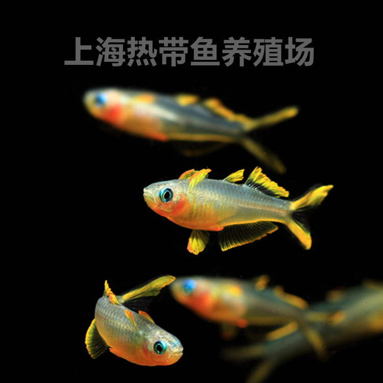 Neon swallow fish live groom official fish small lamp fish group swimming lamp fish tropical ornamental fish fishing ground direct batch