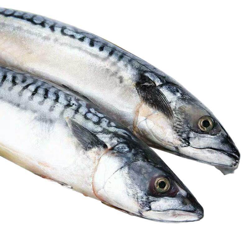 Mackerel, Bluefish, Fresh Frozen Mackerel, Bluefish, Sea Bass, Small Mackerel, Sea Perch, Mackerel