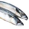 Mackerel, Bluefish, Fresh Frozen Mackerel, Bluefish, Sea Bass, Small Mackerel, Sea Perch, Mackerel