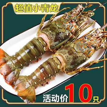 [Extra Large Green Lobster 0.5-2kg] Large Lobster Flower Lobster Wild Fresh Frozen Seafood Wholesale