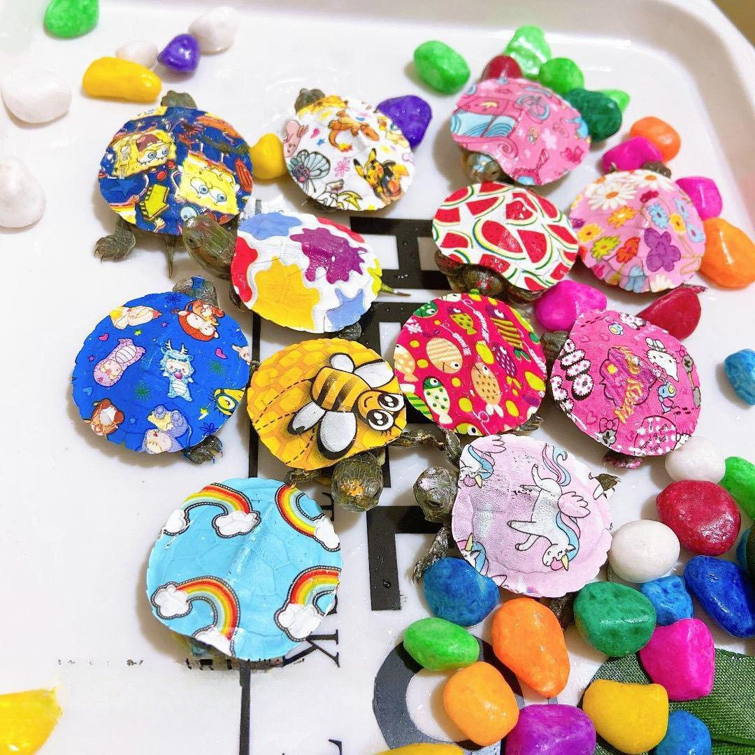 Little Colorful Turtle with Turtle Food, Trendy Colorful Small Turtle, Live Pet Cartoon Colorful Small Turtle, Live Ornamental Turtle Hatchling