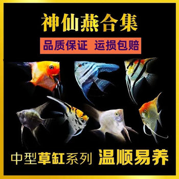 Angelfish, Butterflyfish, Angelfish, Peruvian Tropical Ornamental Fish, Small Fry, Black Butterflyfish, Colorful Butterflyfish, Colorful Fish