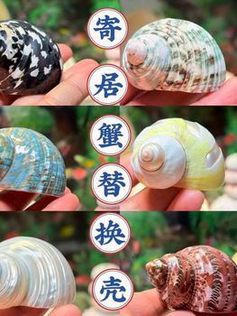 Natural Conch Shell Hermit Crab Replacement Shell Oil Fruit Snail Fish Tank Landscaping Aquarium Decoration Conch Ornaments Manufacturer