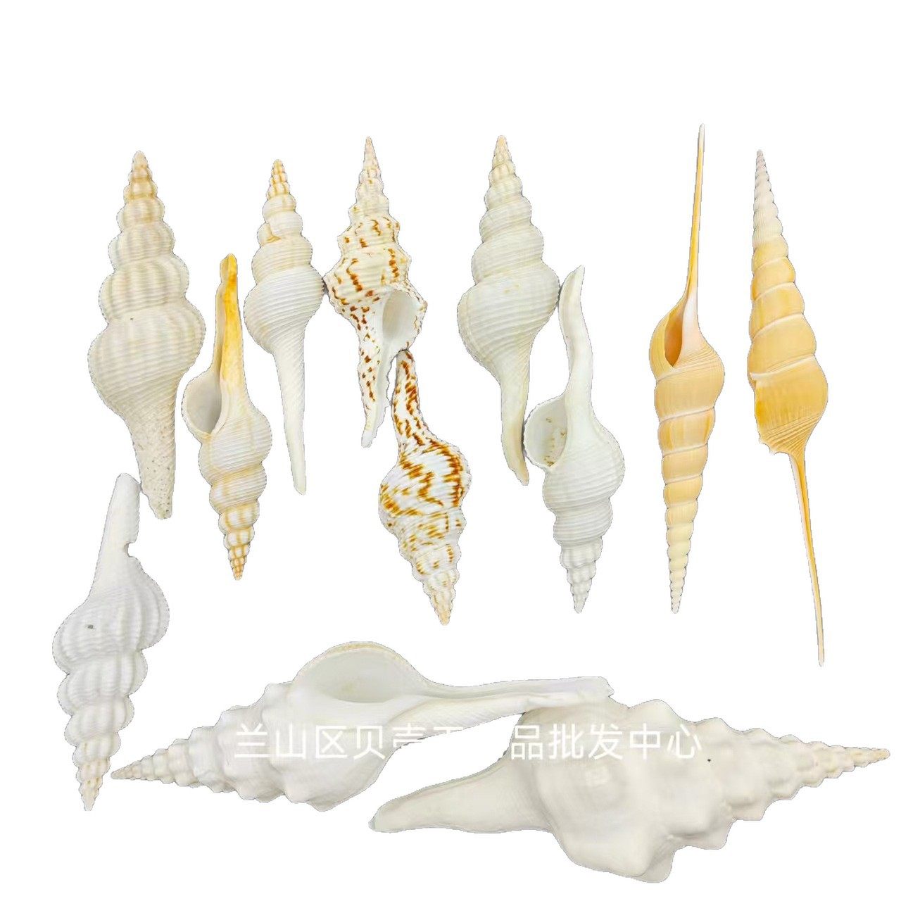 A Variety of Natural Long Spiral Snails, Long-Nosed Martin Snail Specimens, Aquarium Landscaping, Natural Shells and Conch Wholesale