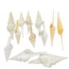 A Variety of Natural Long Spiral Snails, Long-Nosed Martin Snail Specimens, Aquarium Landscaping, Natural Shells and Conch Wholesale
