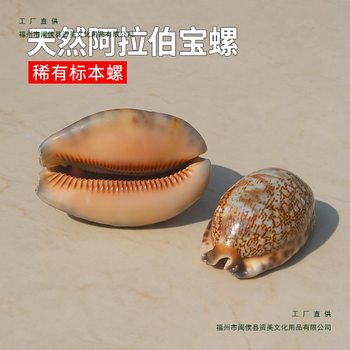 Natural Shell Conch Arabian Conch Fish Tank Aquarium Landscaping Home Window Decoration Ornaments Rare Specimen Snail