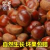 2025 Fresh Dandong Chestnuts 2.5kg Fresh Chestnuts Tender Large Chestnut Wild Chestnut New Oil Chestnuts 10 Pieces