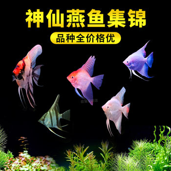 Angelfish, Black and White Red-Headed Three-Color Fish, Peruvian Blue Devil Tropical Ornamental Fish Wholesale, Grass Tank Group Swimming Freshwater Fish
