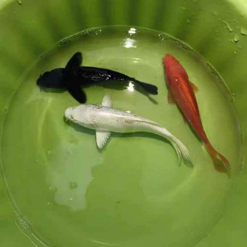 Fish Ornamental Fish Yellow Koi Goldfish Live Fish Koi Cold Water Fish Small Freshwater Fish Easy to Raise and Live Black Koi