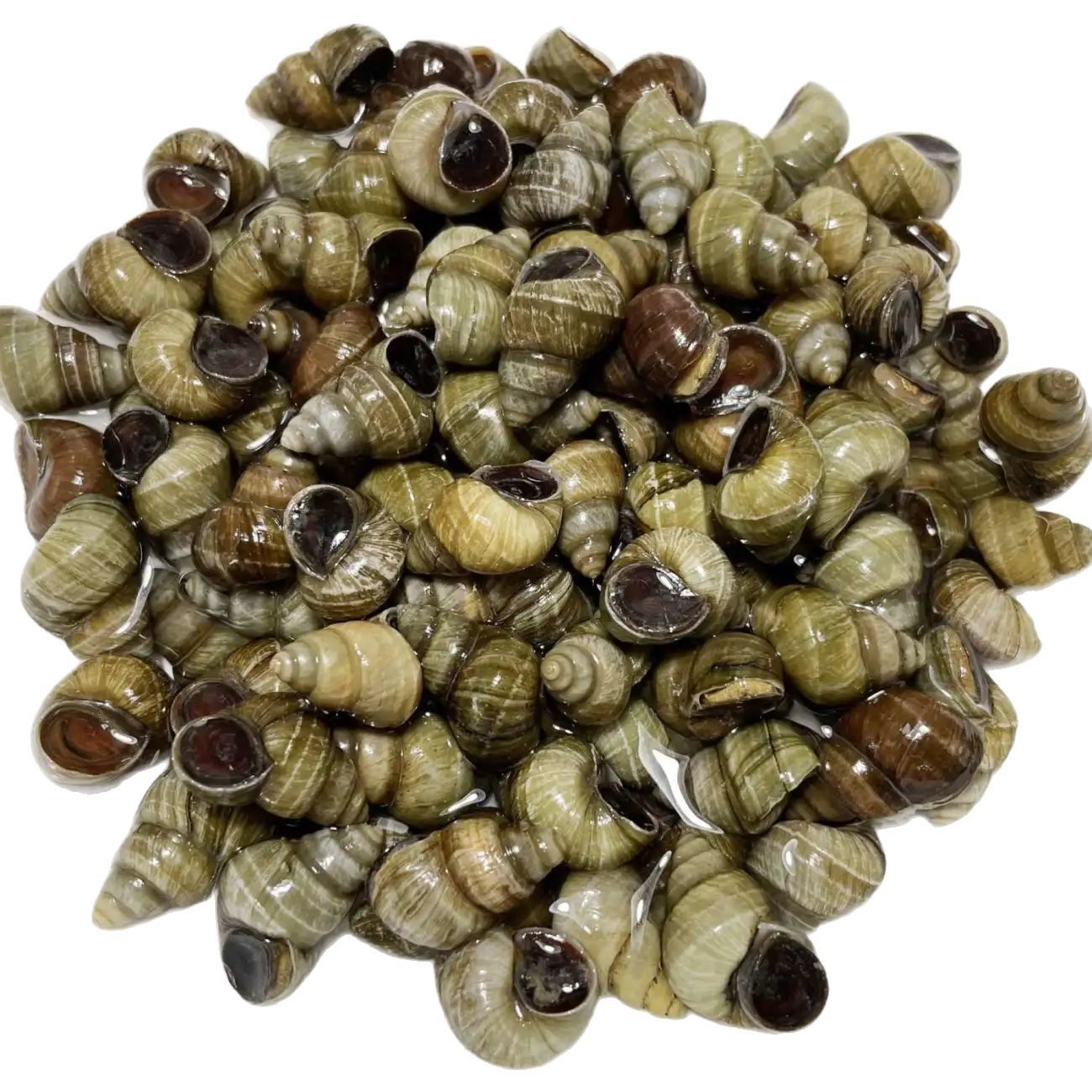 Fresh Live Large Snails from Clear Water, Live Snails with Cut Tails, Freshwater Stone Snails That Expel Sand, No Mud, Wholesale Snail Meat for Commercial Use