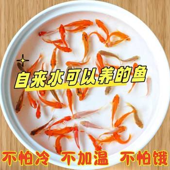 Carp, Cold Water Fish, Small Goldfish, Fry, Easy to Feed Fish, Grass Goldfish, Live Fish, Ornamental Fish, Red Grass Goldfish, Feed Fish