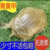 Popular Product Directly Supplied from the Place of Origin [Fresh Live Turtles Delivered Alive] Large Live Turtles, Chinese Seafood