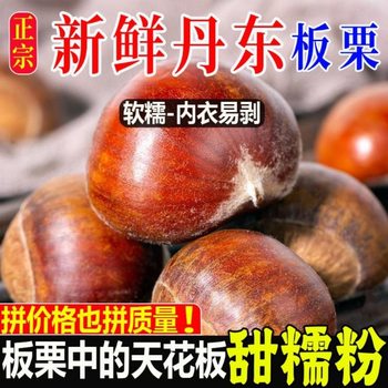 [Newly Picked] Authentic Fresh Freshly Picked Dandong Chestnuts, Large Fruits, Raw Chestnuts, Seasonal Chestnuts Wholesale
