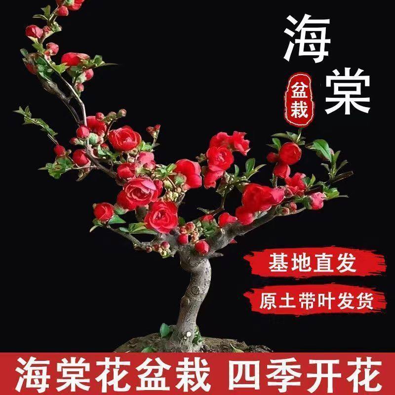 Begonia Bonsai Blooming in All Seasons, Balcony Florals, Indoor and Outdoor Potted Florals, Easy to Grow and Live, Internet Celebrity Manufacturers Wholesale Cross-Border