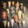 Various Conch Shells, Rare Conch Specimens, Photo Frames, DIY Handmade Materials, Fish Tank Landscaping, Others