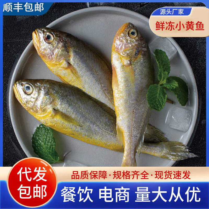 Fresh Frozen Small Yellow Croaker, Sea-Caught Small Yellow Croaker, Fresh Quick-Frozen Small Yellow Croaker, Yellow Croaker Seafood and Aquatic Products Wholesale