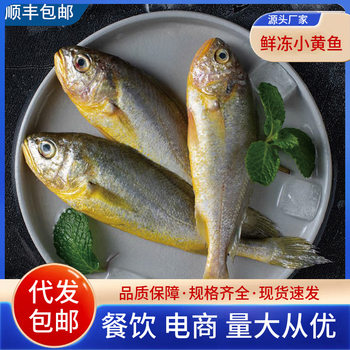Fresh Frozen Small Yellow Croaker, Sea-Caught Small Yellow Croaker, Fresh Quick-Frozen Small Yellow Croaker, Yellow Croaker Seafood and Aquatic Products Wholesale