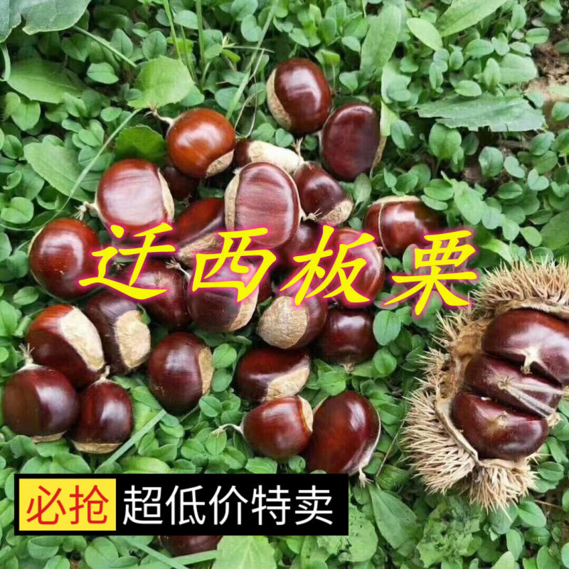 Authentic Raw Chestnuts from Qianxi, Authentic Yanshan Wild Oil Chestnuts, Fresh Shelled Raw Chestnuts for Weddings