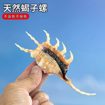 Natural Scorpion Snail Small Conch Shell Shell Fish Tank Landscape Aquarium Decoration Home Decoration Window Decoration Crafts