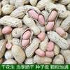 New Arrivals for Autum 2024, Naturally Sun-Dried Peanuts in Shells, Fresh Thin-Shelled Raw Peanuts, Farm-Grown and Can Be Used as Seeds