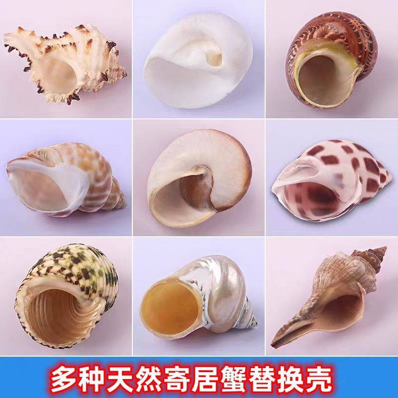 Special Replacement Conch Shell for Hermit Crabs, Natural Conch Landscaping Decoration, Spare Shell for Fish, Fish Tank Shell Ornaments