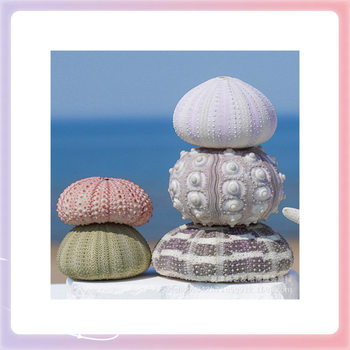 ✬ Manufacturer Wholesale Natural Shell Conch Crafts Series, Various Styles and Sizes, Sea Urchin Shell Creative Home Decoration
