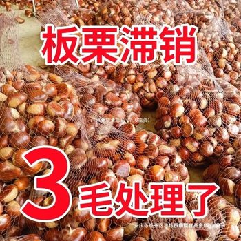 Fresh Young Tender Chestnuts 2025 Chestnut Cones Chestnut Oil Large Chestnuts Chestnut Qianxi Wild Chestnuts Dandong