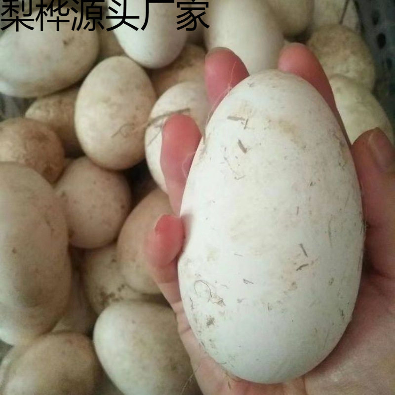 Extra Large Double Yellow Goose Eggs, Fresh Farm-Raised Free-Range Goose Eggs, Damage Guaranteed, Wholesale Whole Box