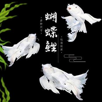 Taiwan Butterfly Carp Fry, Long Tail, Short Body, Spherical Butterfly Carp, Live Cold Water Fish, Ornamental Fish