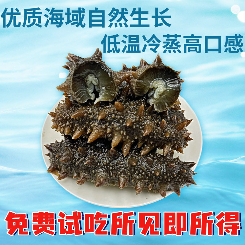 [0.5kg Direct Delivery]Wild Sea Cucumber Ready-To-Eat Dalian Fresh Sea Cucumber Sea-Resident Sea Cucumber Gift Box Instant Fresh Sea Cucumber