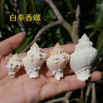Natural Conch Shell, White Boxing Snail, Crab Replacement, Fish Tank Landscaping, Home Decoration, Kidsren's Creativity