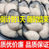 Fresh Oyster Meat Seafood Freshly Peeled on the Day Grilled Oyster Oyster Meat 250g Shipped from Miaizhou