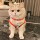 Летняя одежда для домашних кошек против выпадения волос cute ins golden gradient muppet cat Британский короткий летний дышащий жилет mini 5