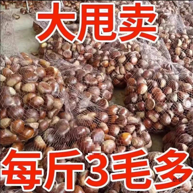 Fresh Chestnuts from the Farm, Freshly Picked Raw Hairy Chestnuts, Oil Chestnuts, Non-Mianxi Chestnuts