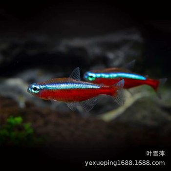 Baolian lantern fish living tropical fish ornamental fish and grass tank group swimming fish lantern fish tropical fish ornamental fish wholesale