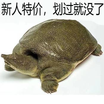 Specialty Soft-Shell Turtle Fry, Pond-Raised Soft-Shell Turtles, Soft-Shell Turtle Breeding, Native Chinese Soft-Shell Turtles, Male and Female, Fresh and Young