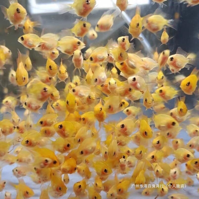 Mixed Fish German Phoenix Freshwater Small Fish Fish Grass Tank Direct Sales Phoenix Gold Wave Tropical Ornamental Fish