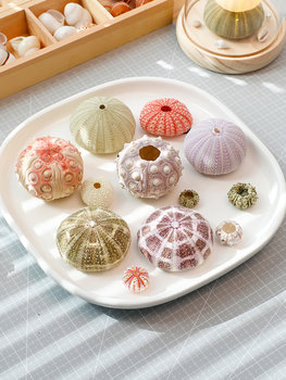 Natural Sea Urchin Shell Shell Specimen Conch Creative Handmade DIY Decorative Sea Urchin Lamp Material Air Pineapple Flower Pot