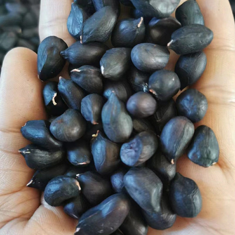 New Selenium-Rich Black Peanuts Sun-Dried Original Small Black-Skinned Peanut Kernels Yunnan Pu'Er Black Peanut Kernels