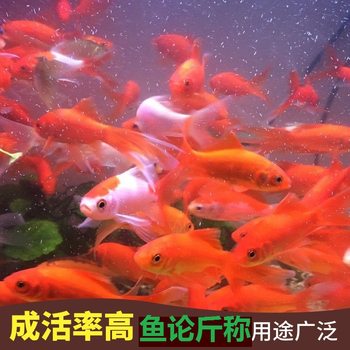 Fresh water and cold water ornamental fish small red grass released fish carp living fish small goldfish live fish fry koi sold by the pound