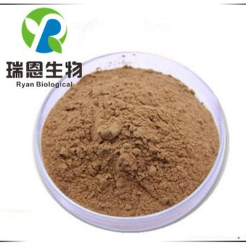 Chestnut powder 99% Ryan factory instant hazelnut powder chestnut powder welcome to order
