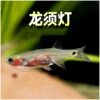 Living lamp fish small tropical ornamental fish dragon beard lamp fish living tropical fish ornamental fish degreasing film Fish Wholesale